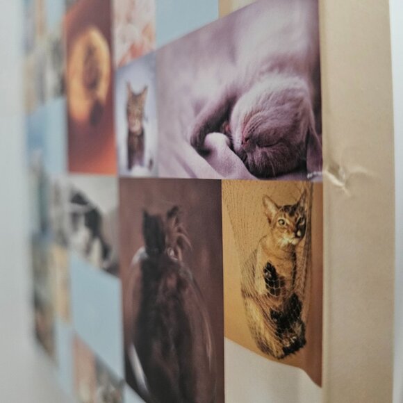 My Cat Record Book By Rachael Hale | Hardcover | NWT | Brown Red - Picture 14 of 16